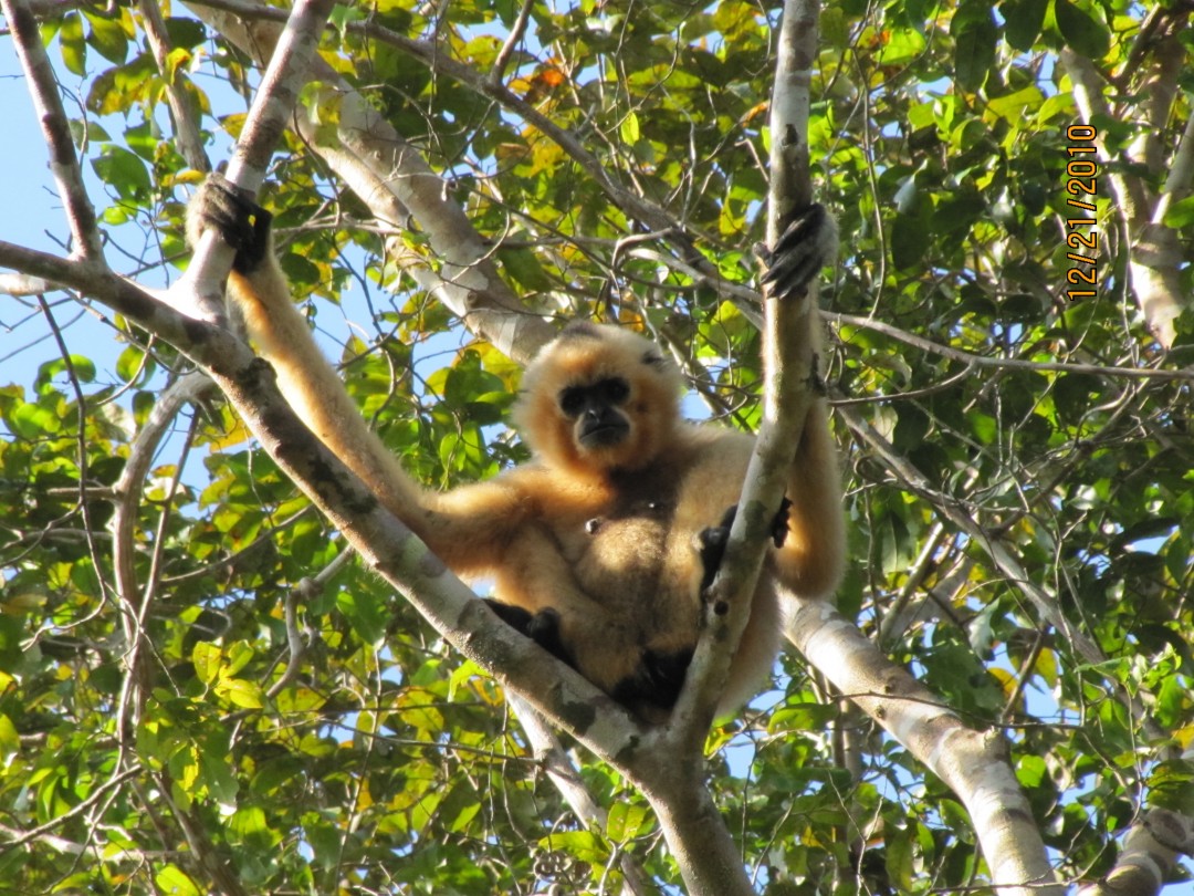 Gibbons In The Forest